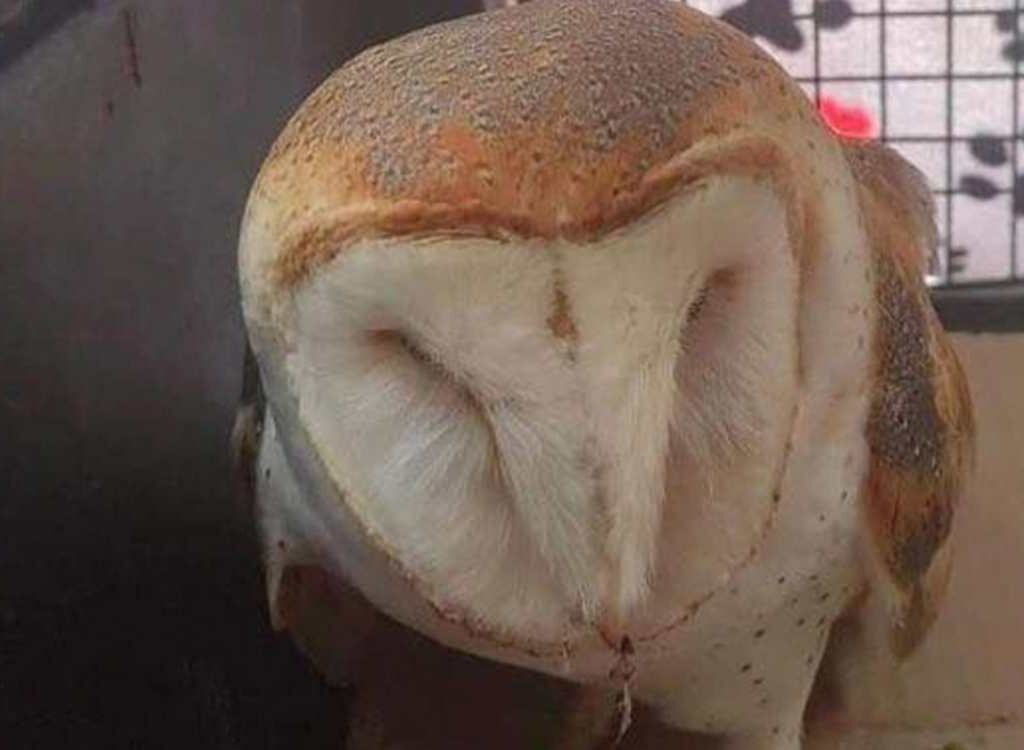Elementos de la policía ecológica capturaron un animal en Chicxulub; se le realizó un chequeó y se decidió a trasladarlo al zoológico Animaya