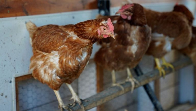La cepa H5N1 de gripe aviar podría desatar la próxima pandemia; advierte la OMS